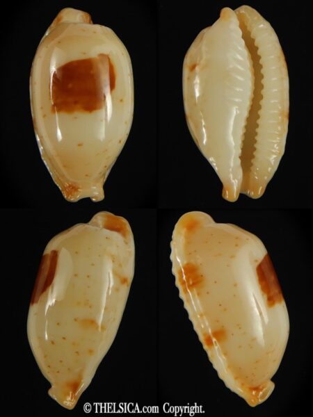 Bistolida stolida aureliae . GOLDISH COLOUR ... 25.01 mm Gem-0