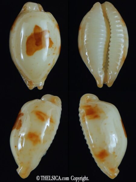 Bistolida stolida aureliae . WHITISH COLOUR ... 21.62 mm Gem-0