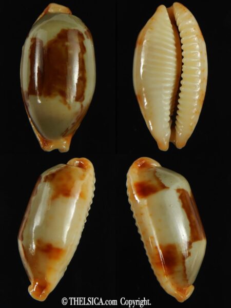 Bistolida stolida stolida .. GIANT ... 36.46 mm Gem-0