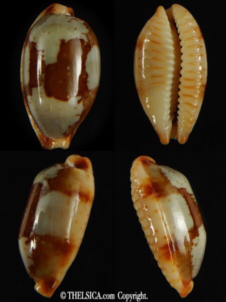 Bistolida stolida stolida .. TOP pattern ... 29.15 mm Gem-0