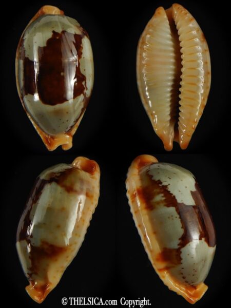 Bistolida stolida stolida .. TOP pattern ... 30.30 mm Gem-0