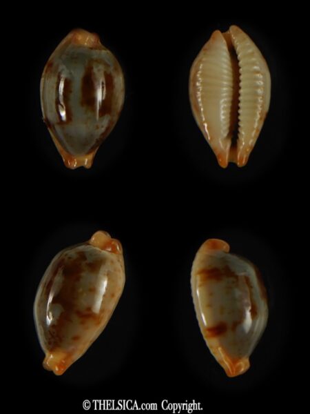 Bistolida stolida stolida .. DWARF 18.70 mm Gem-0