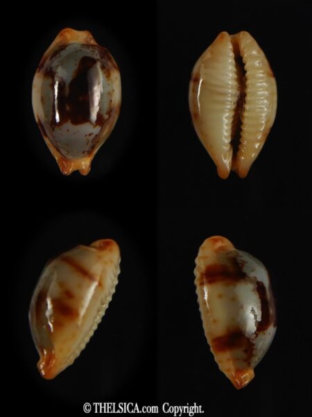 Bistolida stolida stolida .. DWARF 18.71 mm Gem -0