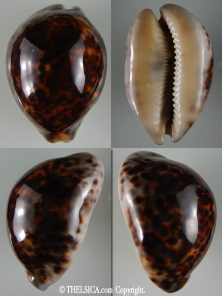 Cypraea tigris ... Rostrate ... 80.40 mm F+++/Gem-0