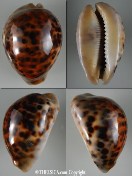 Cypraea tigris ... Rostrate ... 81.25 mm Gem-0