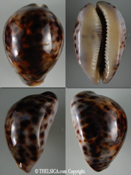 Cypraea tigris ... Rostrate ... 81.52 mm F+++/Gem-0