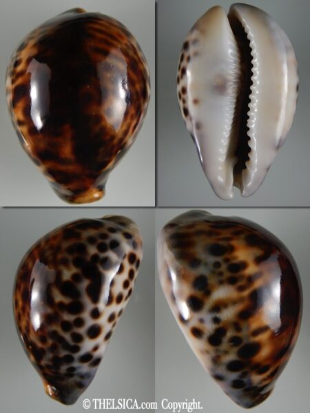 Cypraea tigris ... Rostrate ... 82.20 mm Gem-0