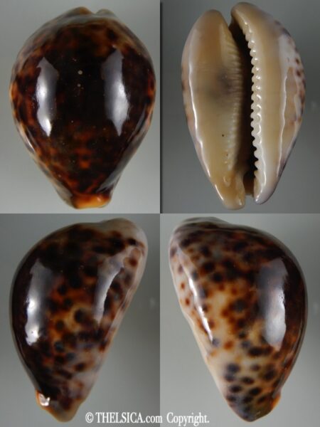Cypraea tigris ... Rostrate ... 82.30 mm F+++/ Gem-0