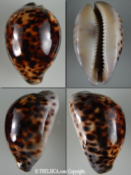 Cypraea tigris ... Rostrate ... 84.23 mm Gem-0