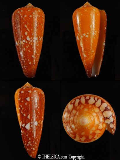 Darioconus crocatus crocatus 56.78 mm Gem-0