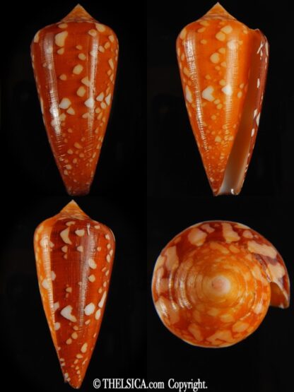 Darioconus crocatus crocatus 60.17 mm Gem-0