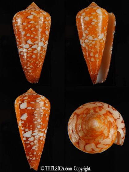Darioconus crocatus crocatus 62.18 mm Gem-0