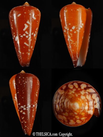 Darioconus crocatus crocatus 63.54 mm Gem-0