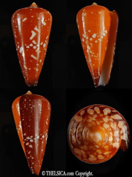 Darioconus crocatus crocatus 63.54 mm Gem-0