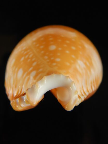 Perisserosa guttata guttata 64.77 mm Gem-63235