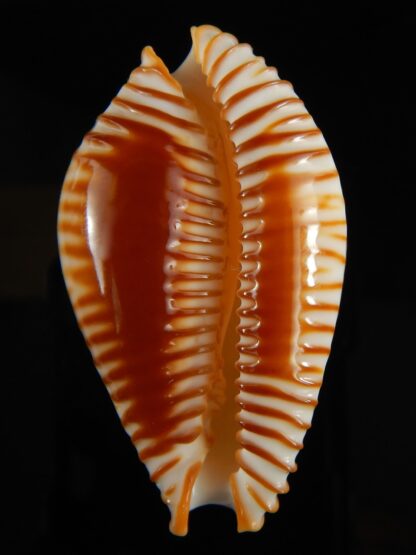 Perisserosa guttata guttata 60.19 mm Gem-63206
