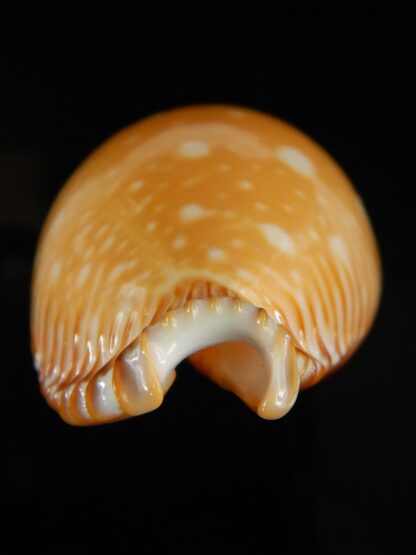 Perisserosa guttata guttata 60.19 mm Gem-63202