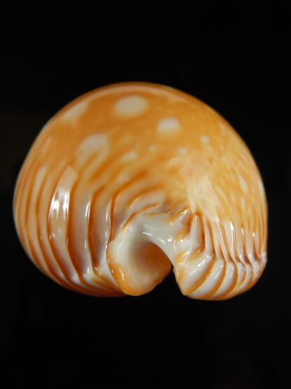 Perisserosa guttata guttata 60.19 mm Gem-63205