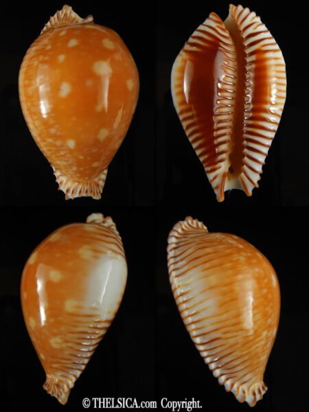 Perisserosa guttata guttata 60.54 mm Gem-0