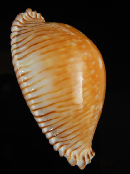 Perisserosa guttata guttata 60.54 mm Gem-63221