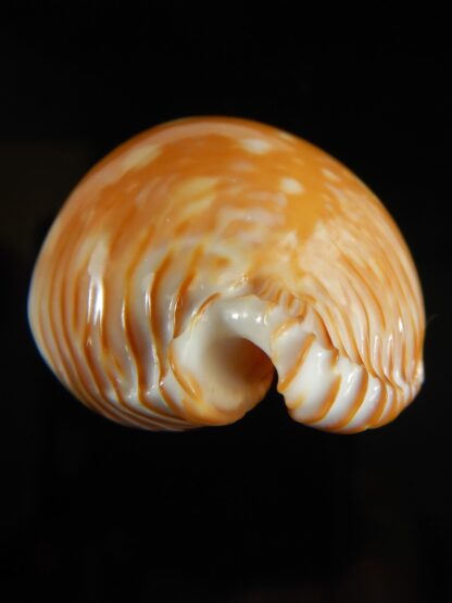 Perisserosa guttata guttata 60.54 mm Gem-63219