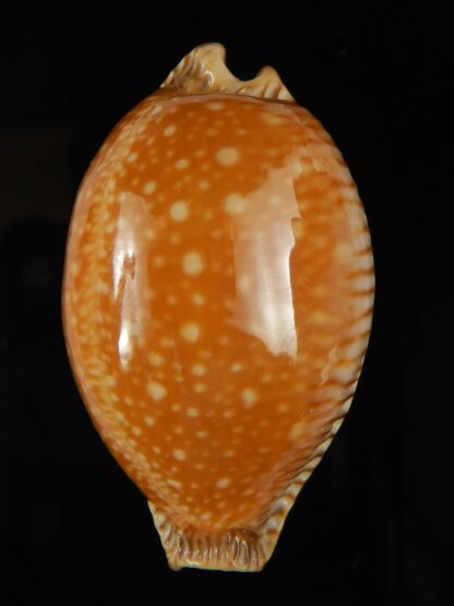 Perisserosa guttata surinensis bengalensis 52.40 mm Gem-63243