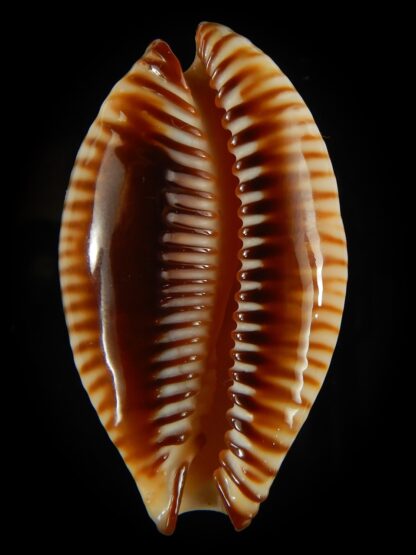 Perisserosa guttata surinensis bengalensis 52.40 mm Gem-63246