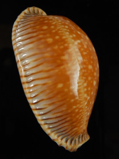 Perisserosa guttata surinensis bengalensis 52.40 mm Gem-63248