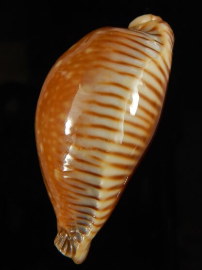 Perisserosa guttata surinensis bengalensis 52.40 mm Gem-63245