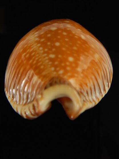 Perisserosa guttata surinensis bengalensis 52.40 mm Gem-63244