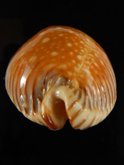 Perisserosa guttata surinensis bengalensis 52.40 mm Gem-63247
