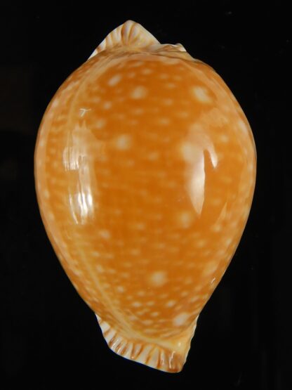 Perisserosa guttata azumai ...48.85 mm Gem-63187