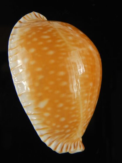 Perisserosa guttata azumai ...48.85 mm Gem-63190