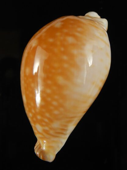 Perisserosa guttata azumai ...48.85 mm Gem-63189