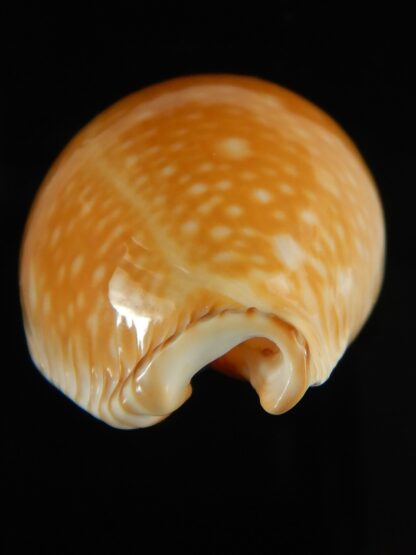 Perisserosa guttata azumai ...48.85 mm Gem-63188