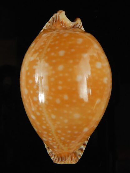 Perisserosa guttata surinensis bengalensis 52.70 mm Gem-63257