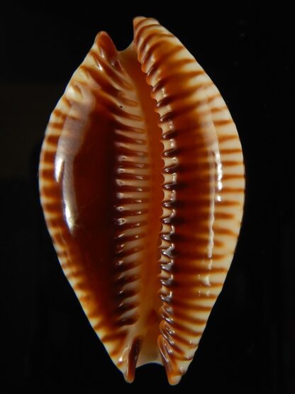 Perisserosa guttata surinensis bengalensis 52.70 mm Gem-63261