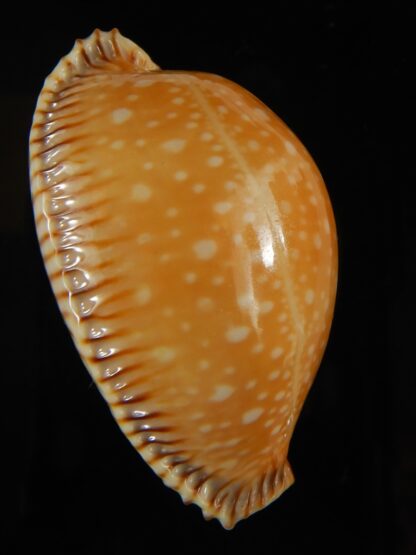 Perisserosa guttata surinensis bengalensis 52.70 mm Gem-63258