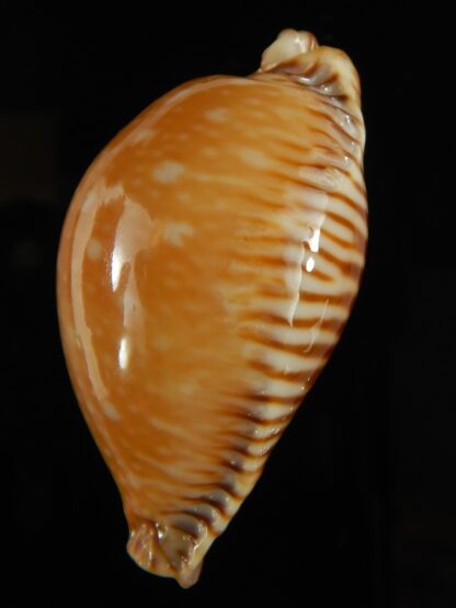 Perisserosa guttata surinensis bengalensis 52.70 mm Gem-63259