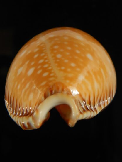 Perisserosa guttata surinensis bengalensis 52.70 mm Gem-63262
