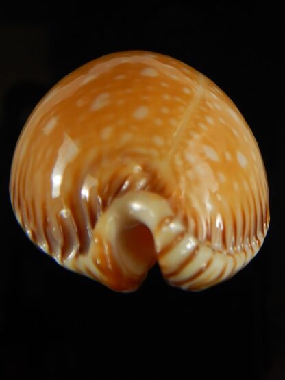 Perisserosa guttata surinensis bengalensis 52.70 mm Gem-63263