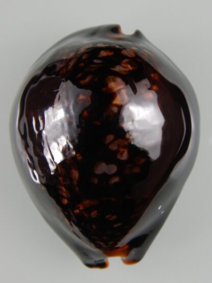 Mauritia mauritiana ... BLACK ... 85.10 mm Gem -63006