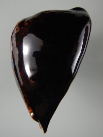 Mauritia mauritiana ... BLACK ... 85.10 mm Gem -63008