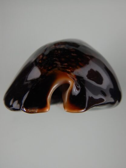 Mauritia mauritiana ... BLACK ... 85.10 mm Gem -63010