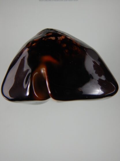 Mauritia mauritiana ... BLACK ... 85.10 mm Gem -63011