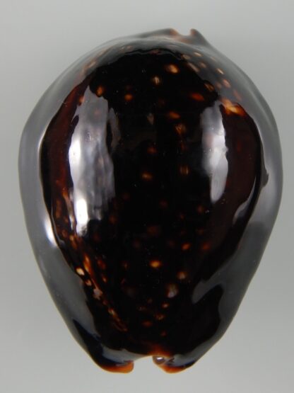 Mauritia mauritiana ... BLACK ... 77.46 mm Gem-62992