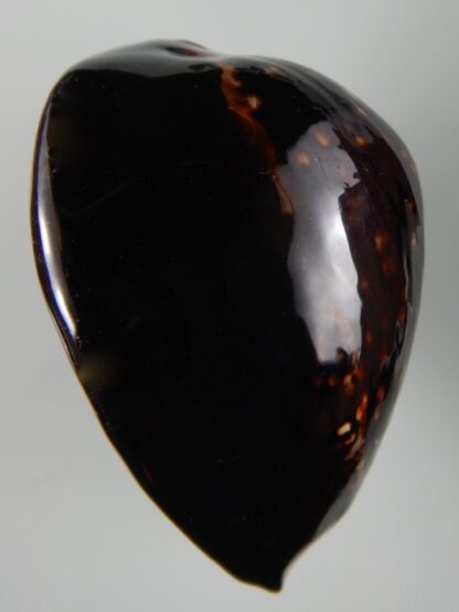 Mauritia mauritiana ... BLACK ... 77.46 mm Gem-62995