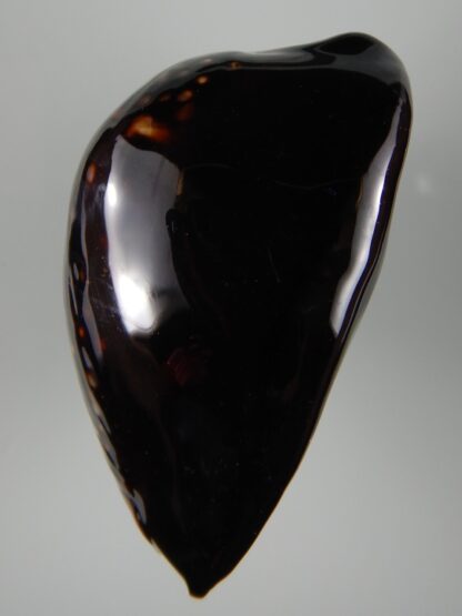 Mauritia mauritiana ... BLACK ... 77.46 mm Gem-62997