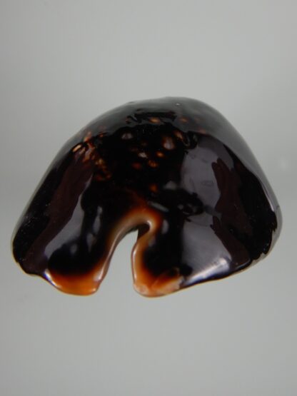 Mauritia mauritiana ... BLACK ... 77.46 mm Gem-62993