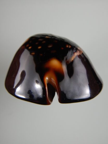 Mauritia mauritiana ... BLACK ... 77.46 mm Gem-62998